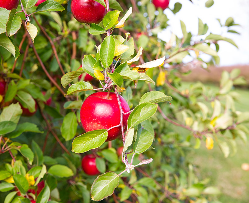 Local Services & Businesses Image