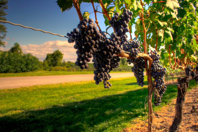 Lake Ontario Wine Trail - Wineries & Distilleries